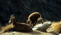 <center>Ce chevreau cherchait à têter sa mère, au repos sur le sentier.
 chevreau mère bouquetin alpes sentier grand paradis 